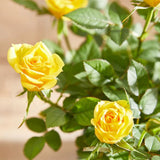 Yellow Mini Rose Plant Live, Miniature Rose Bush in 3" Pot, Indoor Outdoor Flowering Plant, Compact Live Rose for Gifts and Gardens