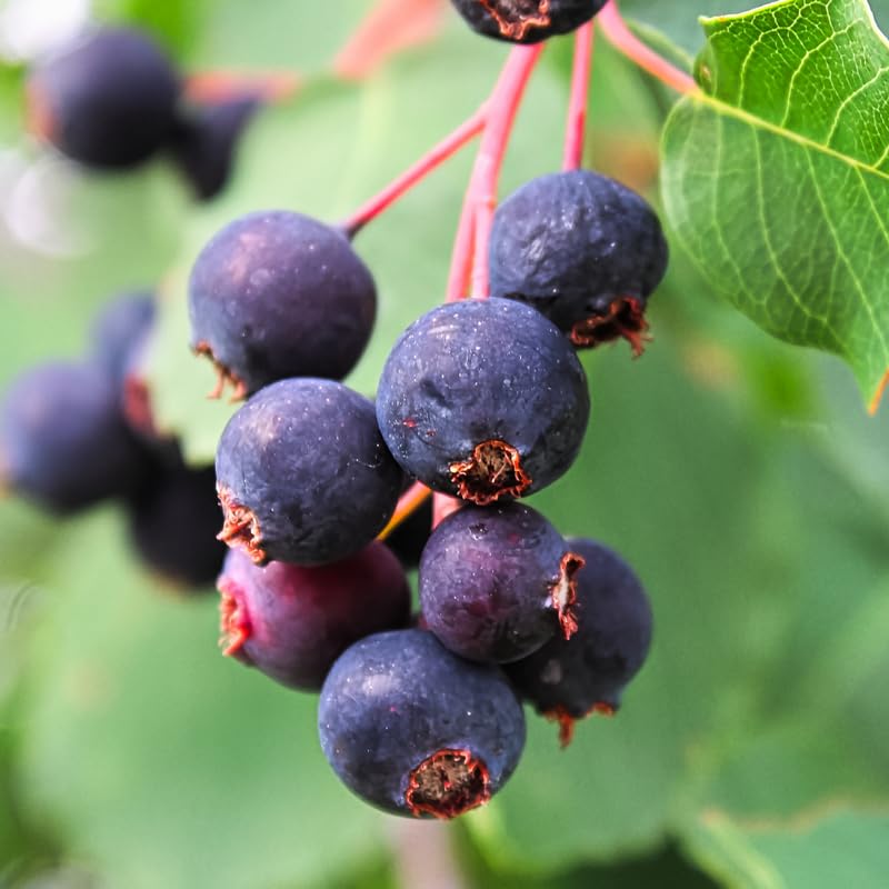 Set of 2 Serviceberry Tree Live Plant, Sweet Edible Berries, 16-24 Inches Tall, Ready to Grow, for Outdoor Garden