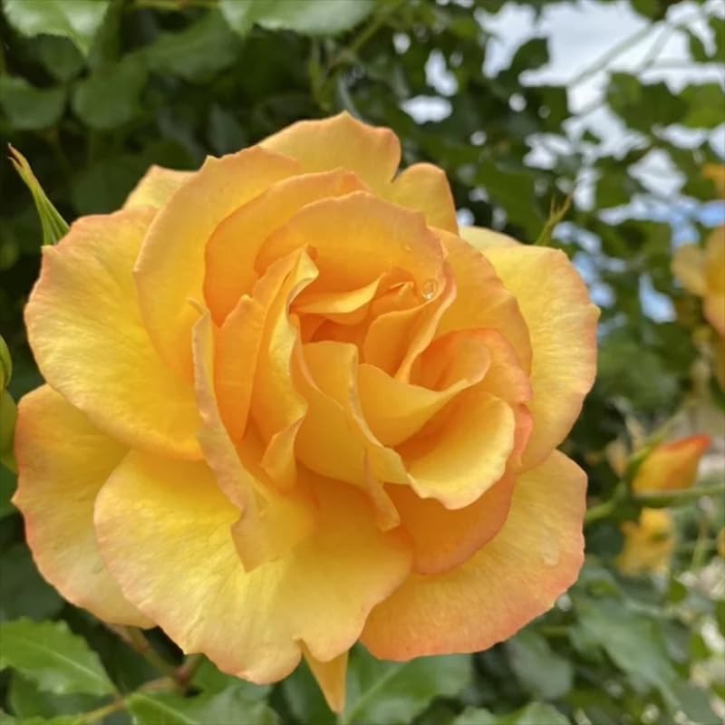 Sunrosa Bush Roses for Garden, Fragrant and Hardy Rose Plants for Outdoor Planting, No Pot, 5 to 9 Inc Tall Starter Plant Well-Rooted, Yellow Blooms