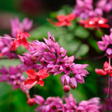 Set 2 Bleeding Heart Vine 5-9 Inc Tall, Clerodendrum Bleeding Heart Plants Live for Planting, Bleeding Heart Flowers (Red Purple Bleeding Heart Vine)