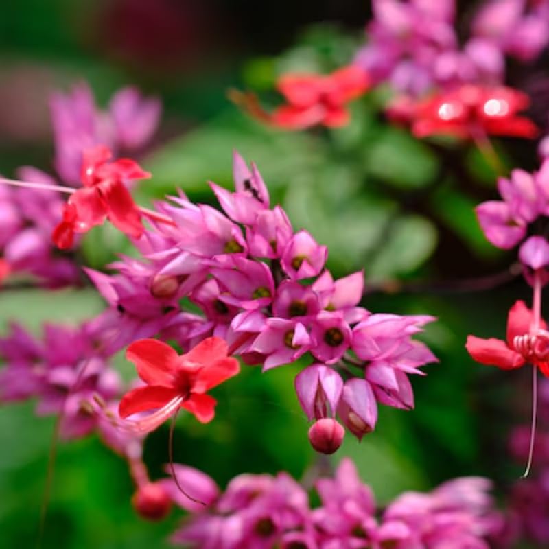 Set 2 Bleeding Heart Vine 5-9 Inc Tall, Clerodendrum Bleeding Heart Plants Live for Planting, Bleeding Heart Flowers (Red Purple Bleeding Heart Vine)