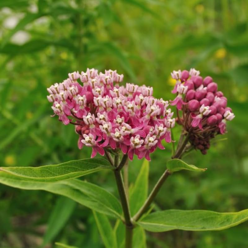 2 Mikweed Live Plants, Asclepias Tuberosa Perennial Flowers Plants, Tropical Butterfly Milkweeds 4-8 Inch for Outdoor Garden (Pịnk)