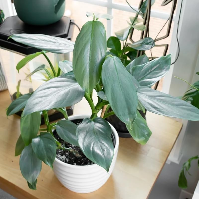 2 Silver Philodendron Live Plant 5-9" Tall, Rare Tropical Indoor Houseplant Home Garden
