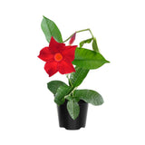 2 Mandevilla Live Plants, Mandevilla Flowering Vines Trellis, 4-9 Inch Tall Plants for Hanging Baskets, Container and Garden Growing (Red)