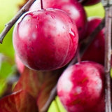2 Plum Trees Live Plants for Planting Cold Hardy, 1'-2' Live Plum Tree, Fruit Tree for Outdoor Garden Planting