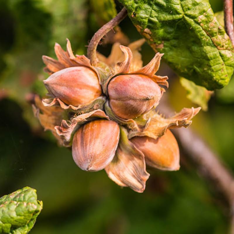 Live American Hazelnut Tree Plant, 10 Months Old Hazelnut Tree Live Plant for Growing, Dormant, Well Rooted in Winter