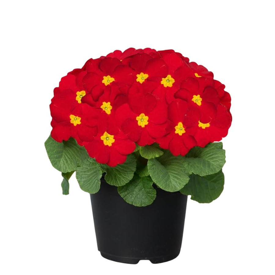 Red Primrose Live Plant, Primrose Flower Plant in 4'' Pot, 4-6'' Tall, Hardy Primrose Flower Plant, Colorful Blooms, Perennial Plants