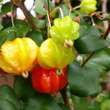 Surinam Cherry Tree Bush in 3 Gallon Pot, 2 Ft Tall Red Cherry Live Plant, Well Rooted