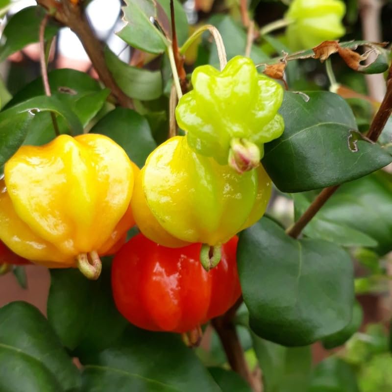 Surinam Cherry Tree Bush in 3 Gallon Pot, 2 Ft Tall Red Cherry Live Plant, Well Rooted