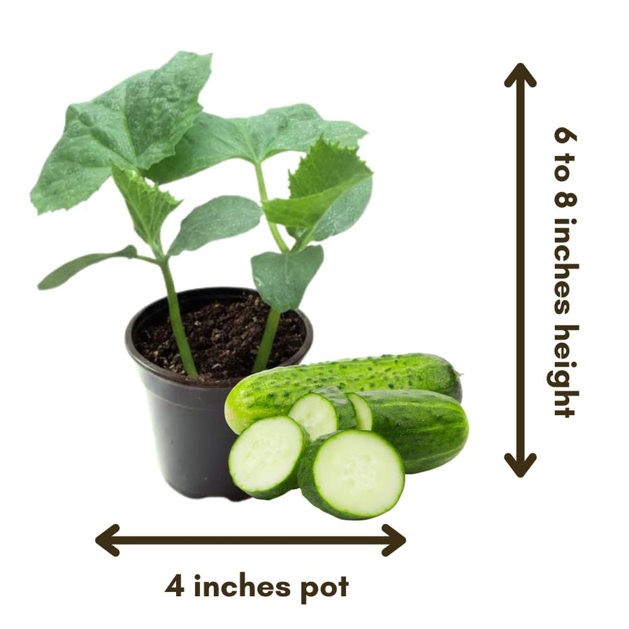 2 Cucumber Plants Live for Planting, Green Cucumber Live Plant in 4 Inches Pot, Well Rooted from 6 to 8 Inches Tall for Vegetable Garden, Cucumbers Starter Plant