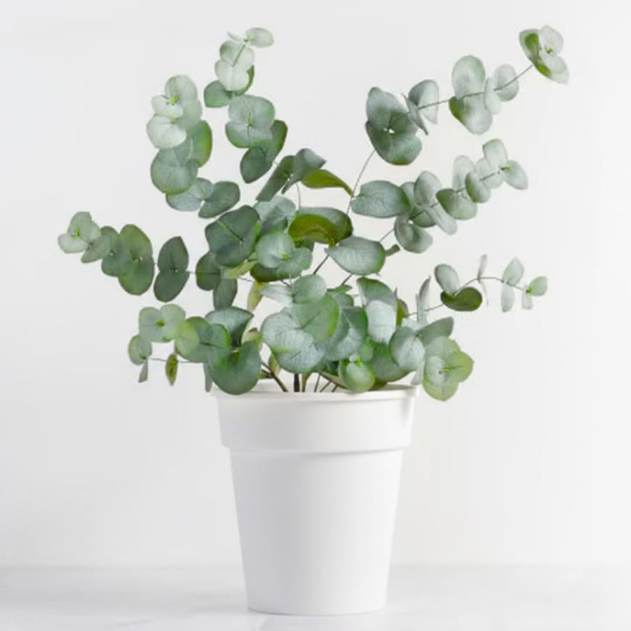 Baby Blue Eucalyptus Tree Live Plant in 2.5" Pot, Cold Hardy, Very Fragrant Foliage, Blue Color, Spring Planting Outdoor