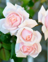 Climbing Roses Live Plants, Fragrant Climber Rose for Garden, 4 to 10 Inches Tall, Hybrid Tea Roses Bushes, Establish Root, Cut Back (Light Pink Rose)