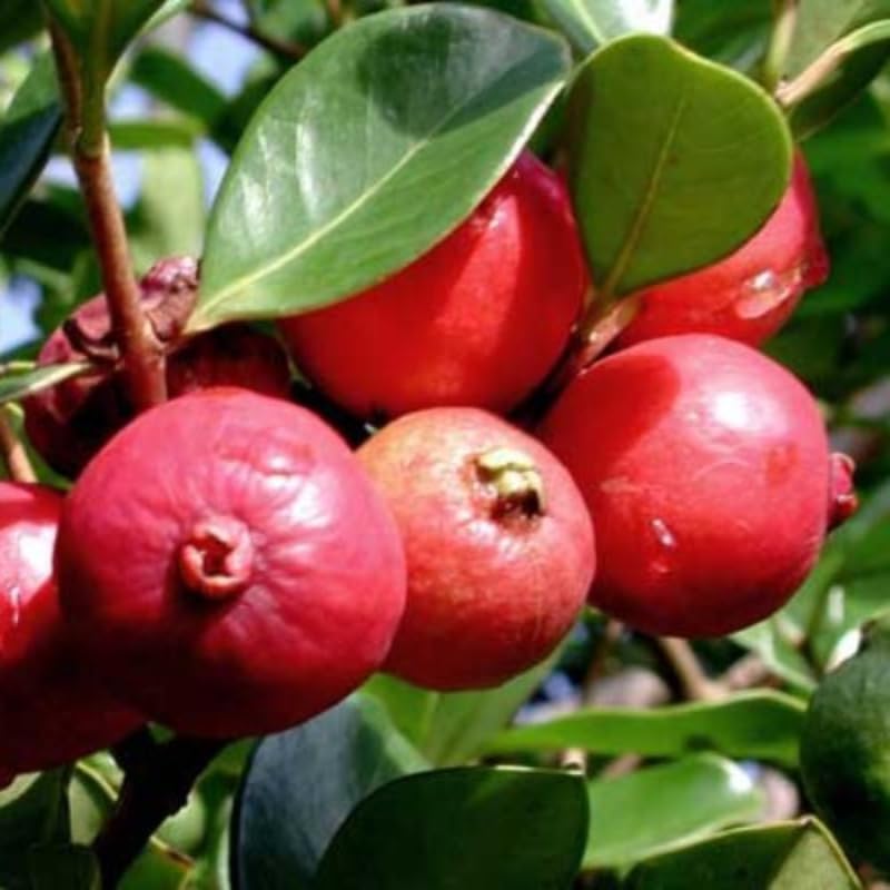 Live Strawberry Guava Tree Live Plant in Half-Gallon Pot, Sweet Tropical Fruit, 10-14 inches Tall, No CA