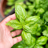 Sweet Basil Herb Plant Live, 6 Inch Tall, in 3" Pot, Fresh Culinary Herb for Indoor or Outdoor Growing