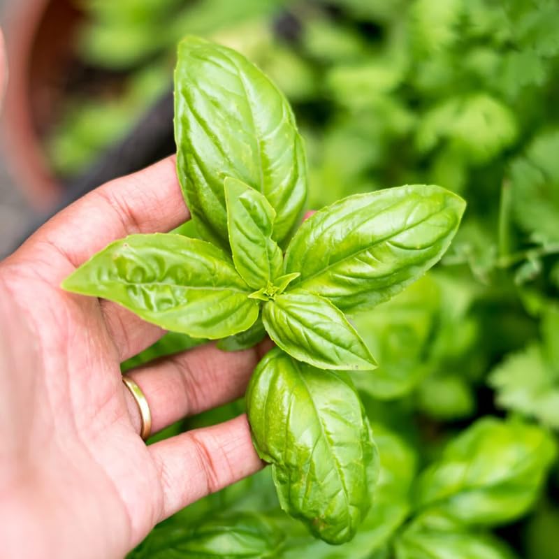 Sweet Basil Herb Plant Live, 6 Inch Tall, in 3" Pot, Fresh Culinary Herb for Indoor or Outdoor Growing