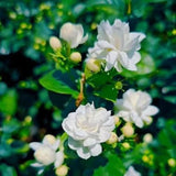 2 Jasmine Plants Live, Duke of Tuscany Jasmine Tree Live Plant Plugs Size, Fragrant White Flower, 2-3 Inches in Tall, No Pot, Fast-Growing