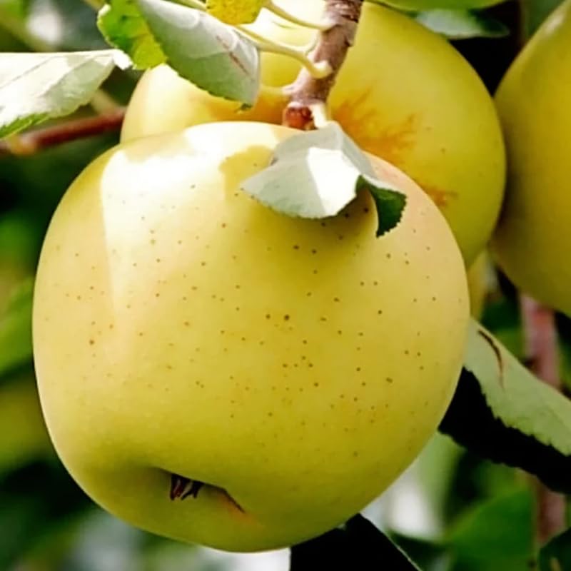 Yellow Apple Tree Live Plant, 2 Feet Tall, Sweet Apple Plant Live for Planting, Live Apple Tree Plant, Golden Apple Fruit Tree, Bareroot