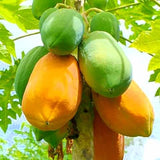Dwaft Papaya Tree Live Plant 8 to 12 Inc Tall in Gallon Pot, Well-Rooted Fresh Fruit Plant Tropical Zones 9-11, No CA
