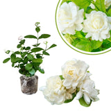Set 2 Duke of Tuscany Jasmine Plants Live, Jasmine Starter Plugs 3-5 Inches, Fragrant Jasmines Trailing Vine for Garden or Container