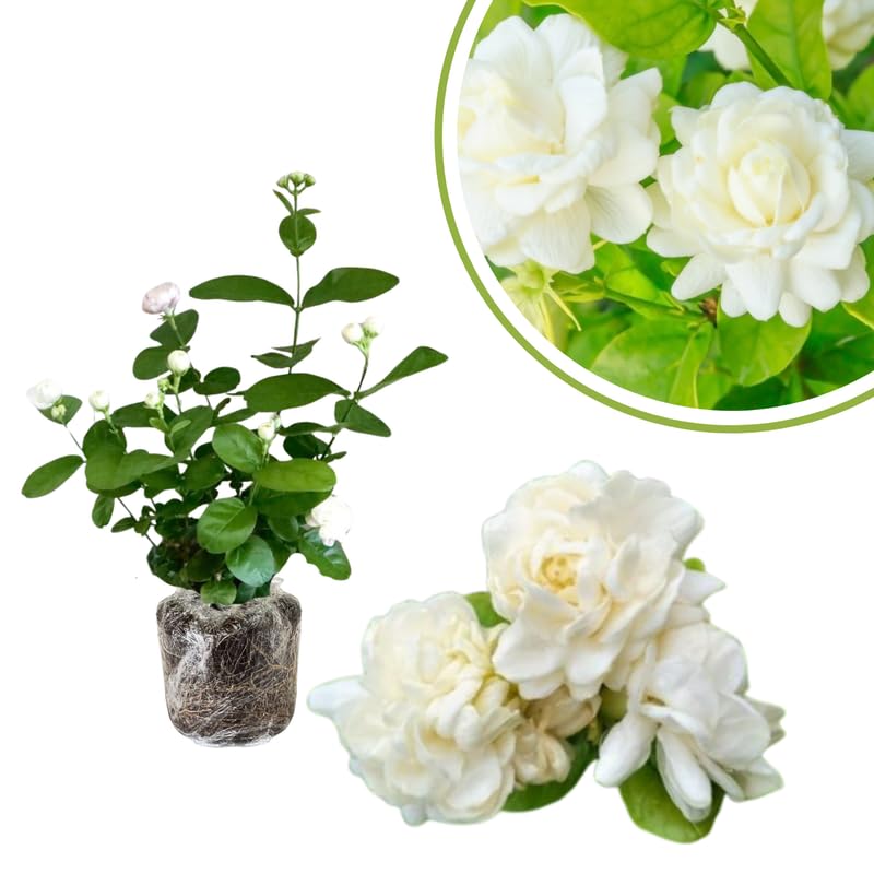Set 2 Jasmine Plants Live, Jasmine Starter Plugs 3-5 Inches, Fragrant Jasmines Trailing Vine for Garden or Container