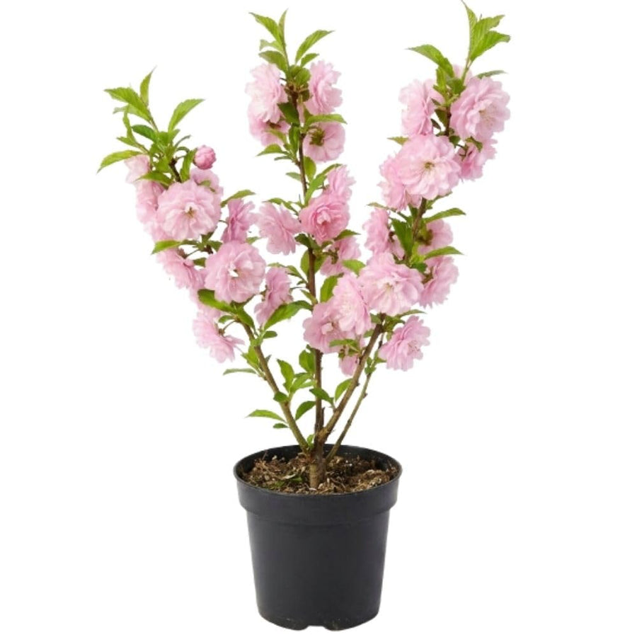 Pink Flowering Almond Shrub in Quart Pot - 6-12" Tall Flowering Almond Plant, Ornamental Flowering Bush for Garden, Borders and Landscape