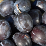 3 Year Old Santa Rosa Plum Tree Plant Live for Spring Planting, 2-3 Feet in Height, Sweet Plum Trees for Planting