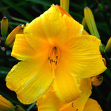 3 Yellow Daylily Bulbs for Planting, Reblooming Daylilies Roots, Hardy Perennial Flowers Bulbs, Gardens and Borders Planting