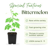 White Jade Bitter Melon Plant Live for Planting, Bitter Melon Live Plant, 6-8 Inc Tall, 4 Inc Pot, Bitter Gourd Vine for Backyard Vegetable Garden