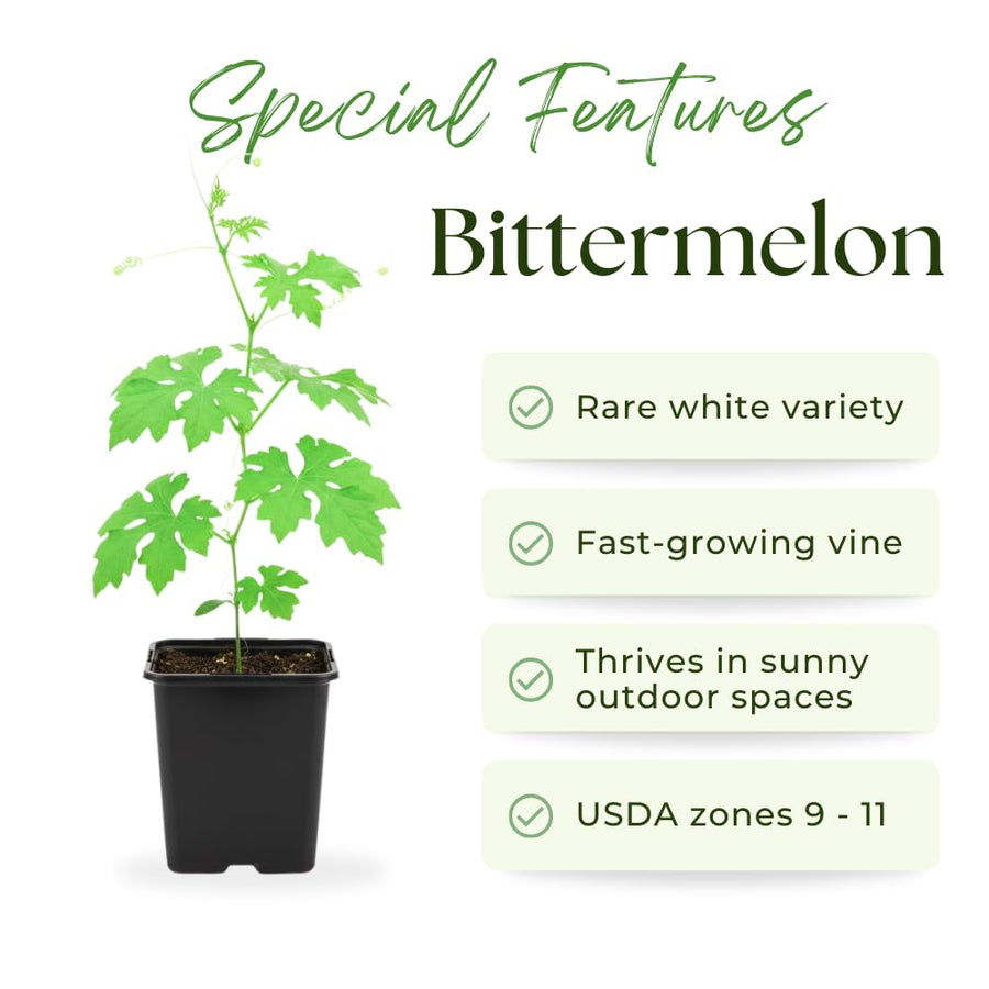 White Jade Bitter Melon Plant Live for Planting, Bitter Melon Live Plant, 6-8 Inc Tall, 4 Inc Pot, Bitter Gourd Vine for Backyard Vegetable Garden