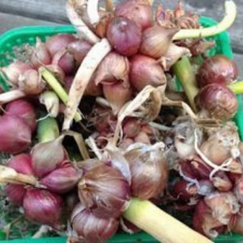 100 Egyptian Walking Onion Seeds for Planting, 100 Count Hardy Perennial Onion Herb Seeds for Outdoor Garden Growing