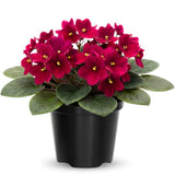 Red African Violets Live Plants House Plants in 4" Pot, Vibrant Blooms for Indoor Décor, Home or Office, Easy to Grow