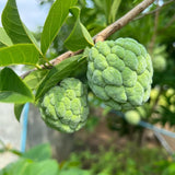 Sugar Apple Tree Plant - 8-10 inches Tall in Half-Gallon Pot, Delicious Tropical Fruit for Zones 9-11, No CA