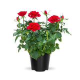 TANKDA Mini Rose Bush, Miniature Rose Flowers in 3'' Pot, Compact Flowering Rose for Indoor Outdoor Gardens and Containers (Red Roses)
