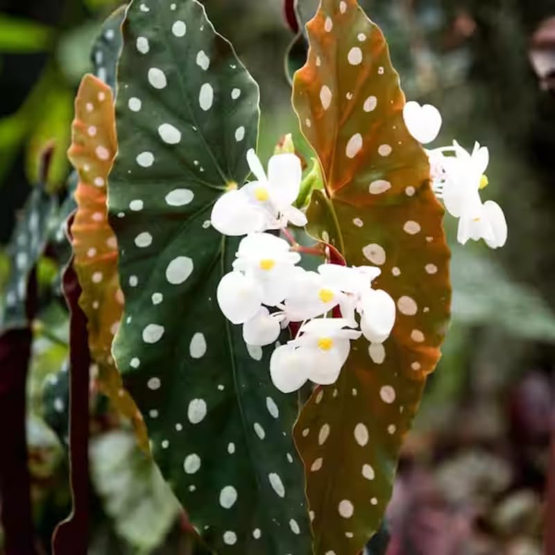 Combo 4 Begonias Houseplant Live Indoor, Angel Wing Begonia Maculata Live Plant, Polka Dot Begonias Live Plants Outdoor, 4 to 8 Inc Tall