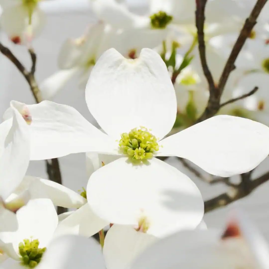 2 White Flowering Dogwood Trees Shrubs Bushes, Bare Root, 12-18" Dormant Dogwood Trees Live Plants for Planting Outside