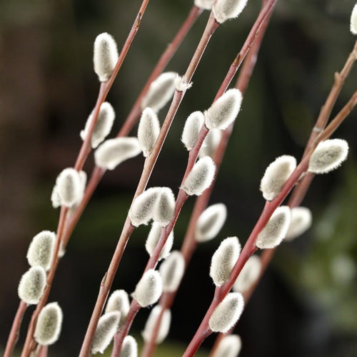 Set 4 Pussy Willow Tree Bare Roots, Flowering Willow Shrub for Landscape, Yard or Outdoor Growing, Bare Roots 6-12 Inch Tall