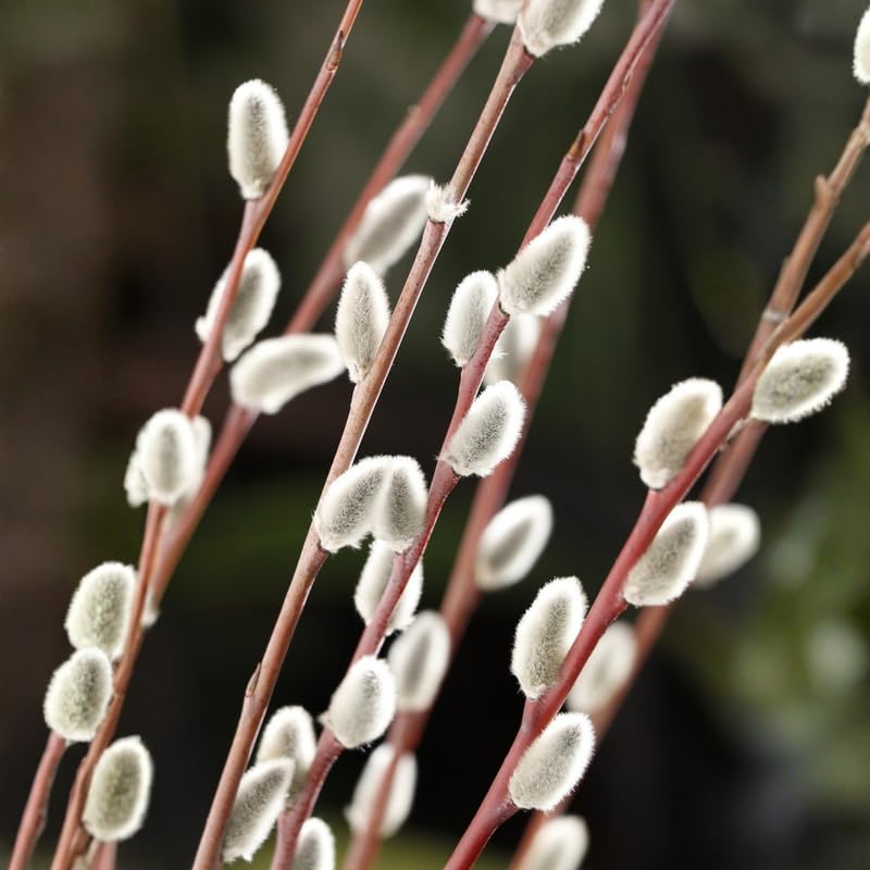 Set 4 Pussy Willow Tree Bare Roots, Flowering Willow Shrub for Landscape, Yard or Outdoor Growing, Bare Roots 6-12 Inch Tall