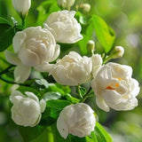 Duke of Tuscany Jasmine Plant, Fragrant Jasmine Flower Vine 4-8 Inches Well Rooted for Container, Hanging Basket Growing