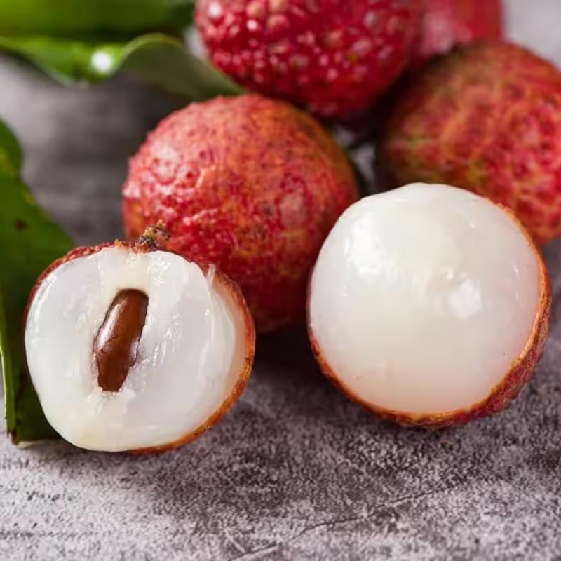 Sweet Lychee Tree Live Plant, in Half Gallon Pot, 10-12 Inc Tall, Lychee Plant Live, Tropical Litchi Fruit Tree