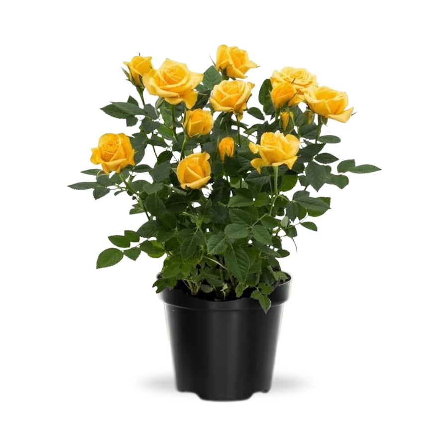 Miniature Rose Plant, Live 3.5” Potted Rose, Compact, Colorful Flowering Rose Bush for Indoor Outdoor Gardens (Yellow)