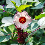 1 Roselle Hibiscus Plants Live in 4 Inch Pot, Red Roselle Jamaican Plant Live 4-8 Inch Tall, Sabdariffa Roselle Hibiscus Flowers