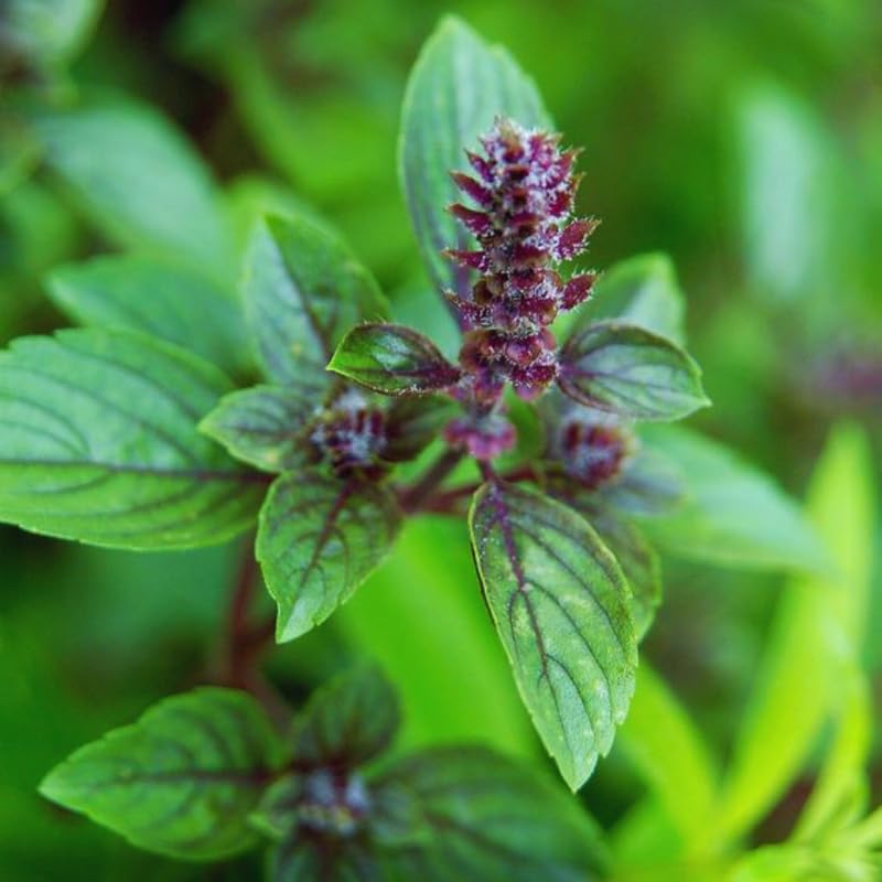 6 African Blue Basil Plants Live, 4 to 6 Inc in Height, Basil Plants Live