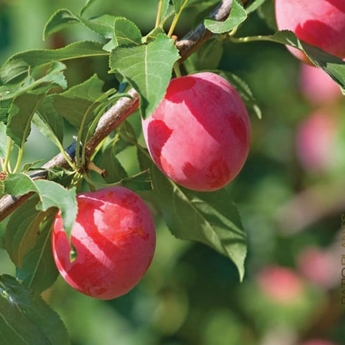 Set of 2 American Plum Trees Plants Live for Planting, 9" to 16" in Height, Bare Roots, Dormant in Winter, Outdoor Gardening, Zones 5-9