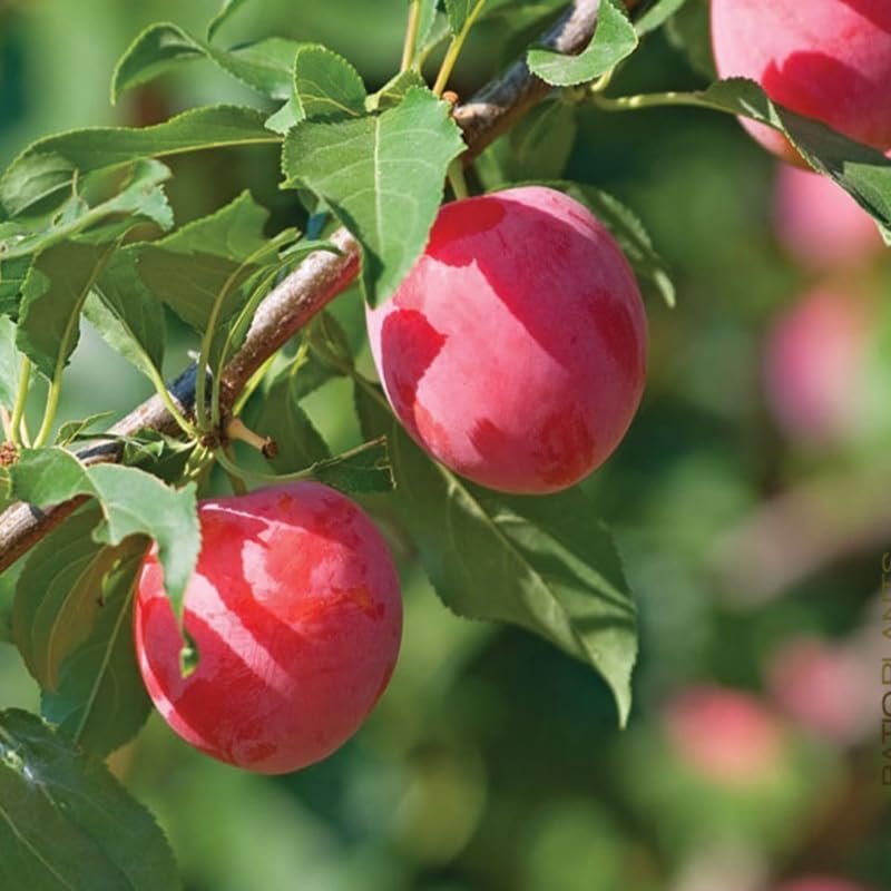 2 Chickasaw Plum Trees Live Plants Bare Roots for Planting, 1 Year Old for Gardening 12-18" Dormant, No Pot