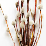 2 Pussy Willow Bare Root 6-12 Inches, Rare Flowering Shrub for Planting, Live Willow Plants for Garden Borders, Landscape or Yard Growing