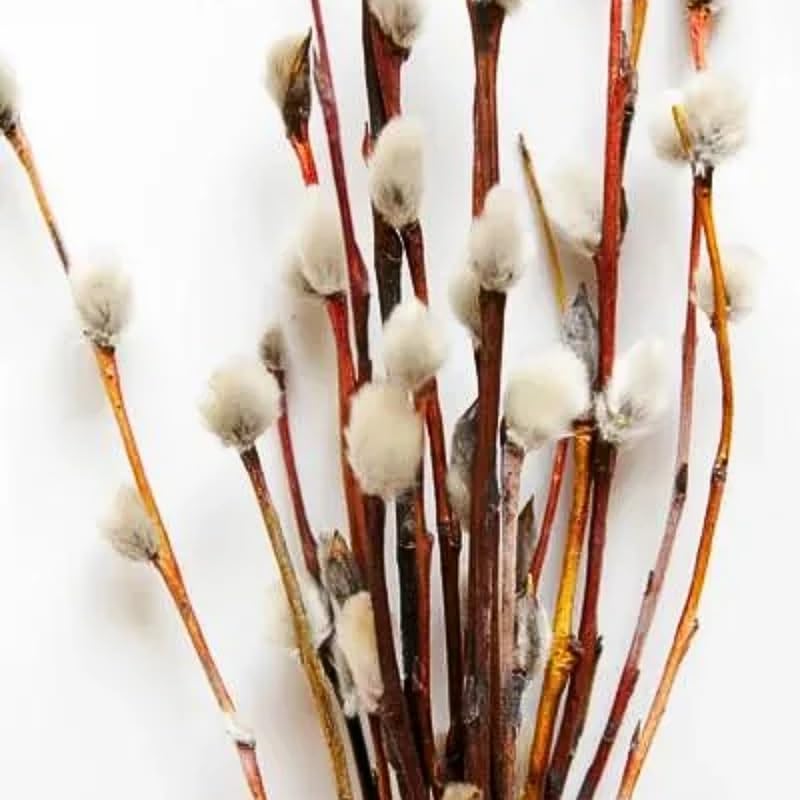 2 Pussy Willow Bare Root 6-12 Inches, Rare Flowering Shrub for Planting, Live Willow Plants for Garden Borders, Landscape or Yard Growing