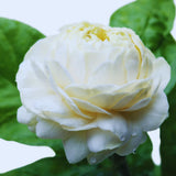 Grand Duke Jasmine Flower Plant Indoor, 1 to 2 Feet Tall, Sambac Jasmine Plant Live, 1 Gallon Potted
