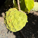Cherimoya Tree Live Plant, Sugar Apple Like, 8-10 inches Tall in Half Gallon Pot, Sweet Tropical Fruit for Gardening, No CA