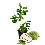 Guanabana Soursop Tree Live Plant, 6-10 Inch Tall, Sweet Soursop Plant Live, Well-Rooted, Half Gallon Pot, Tropical Soursop Fruit Tree