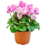 Pink Cyclamen Plant Live, Hardy Cyclamen Flowers, in 4 Inc Pot, Indoor Cyclamen Houseplant with Blooming Potted Flowers